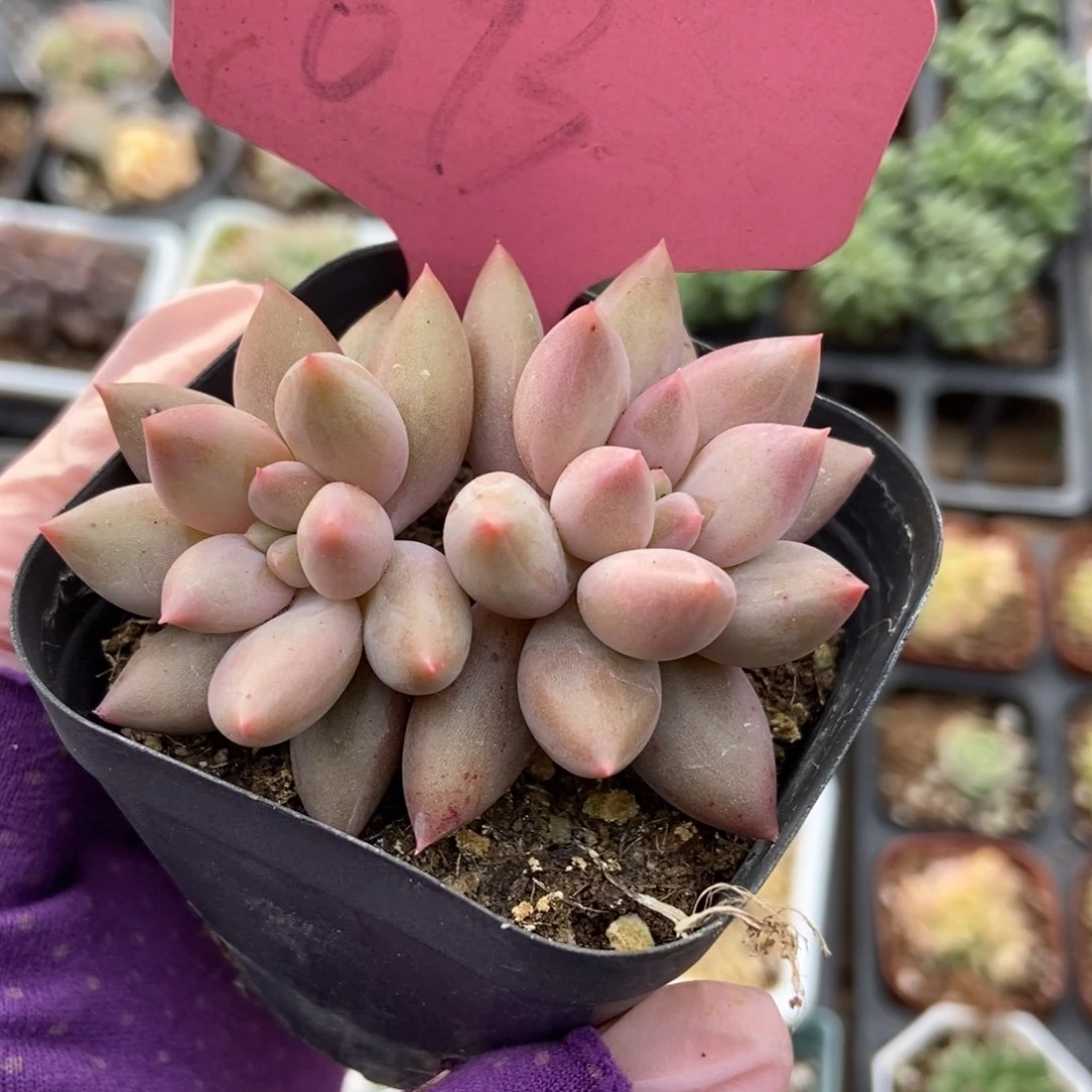 693水晶球多肉植物