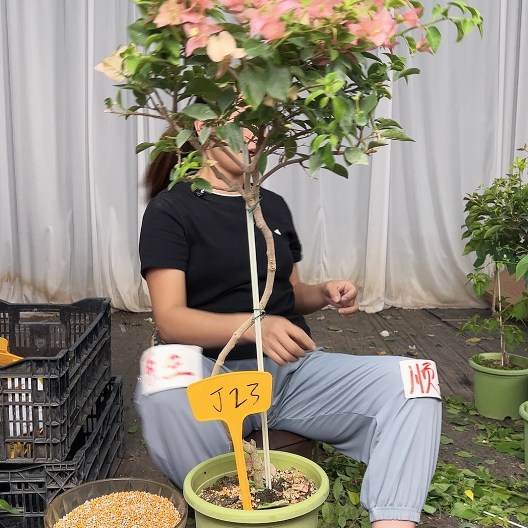 婵***花当前无花栽培后可以开花J23卡亚塔