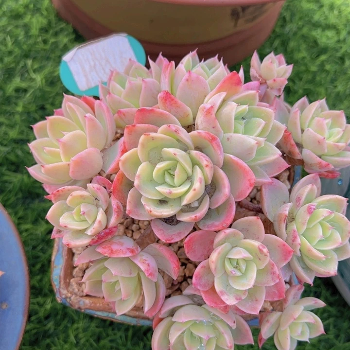 健健康康平平安安