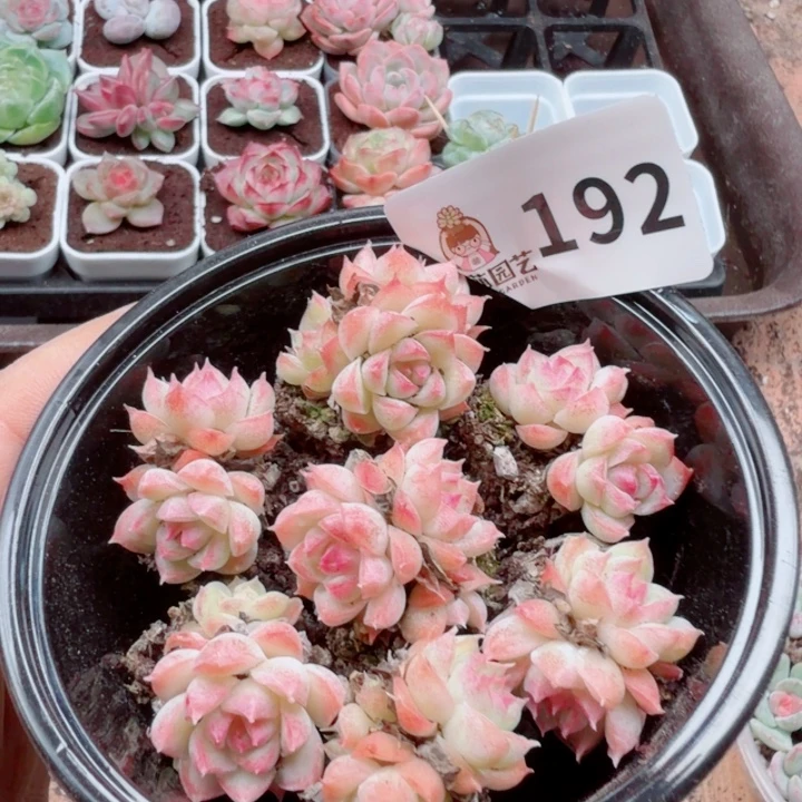 多肉植物多肉植物