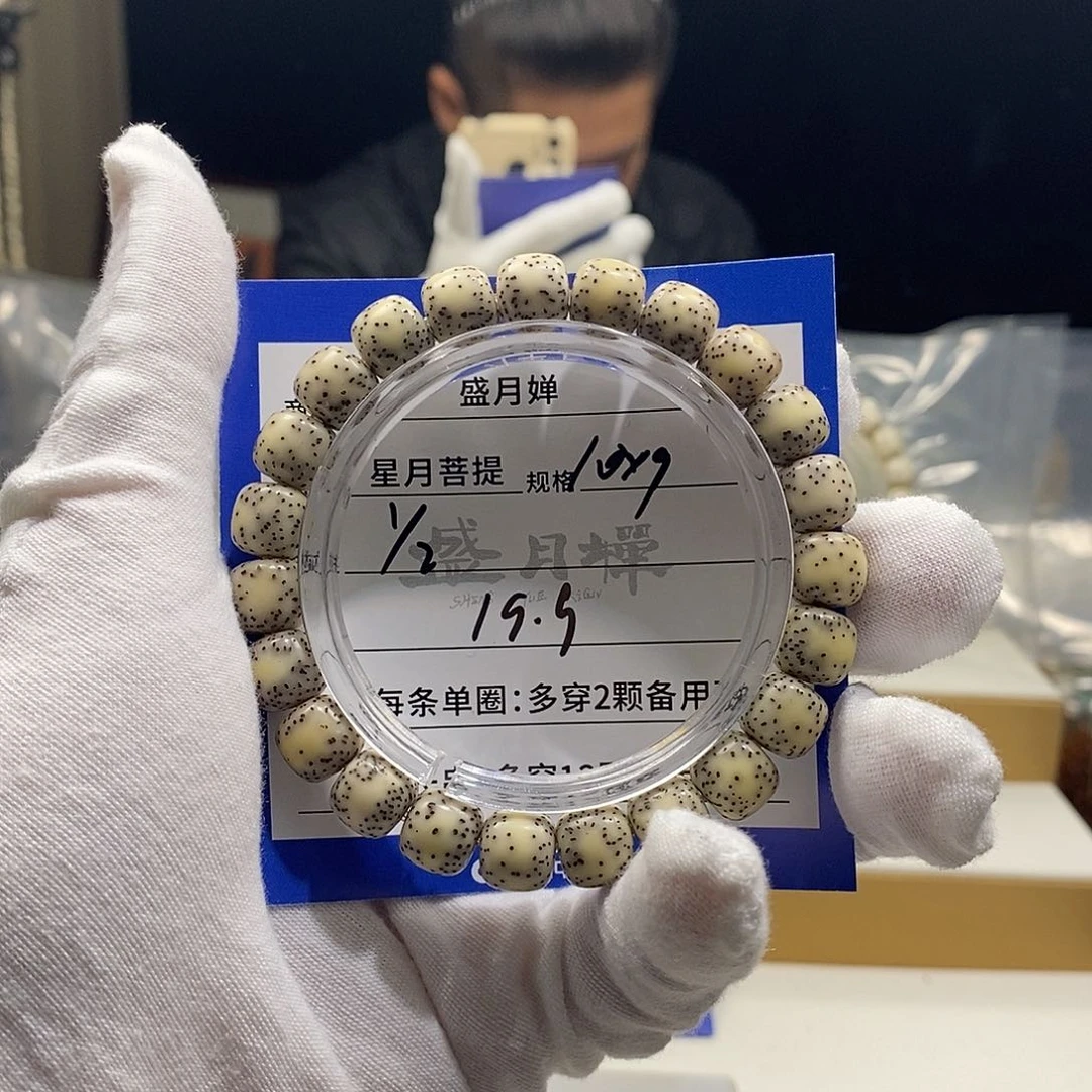 海南星月菩提海南星月菩提Y2