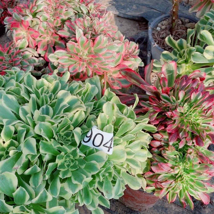 y****队多肉植物组合904