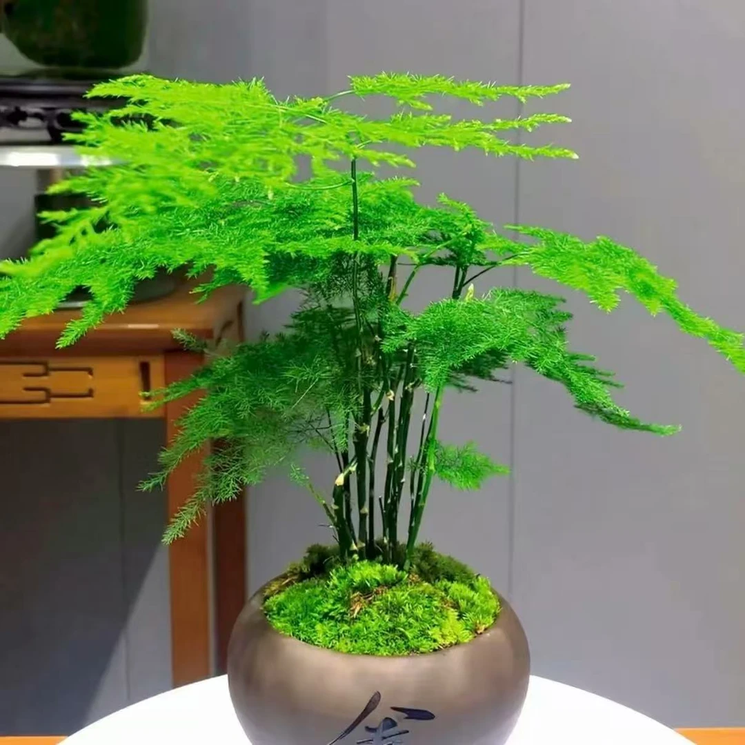 矮生文竹盆栽绿植多年生室内高端盆景观叶绿植易养护花卉绿植盆栽