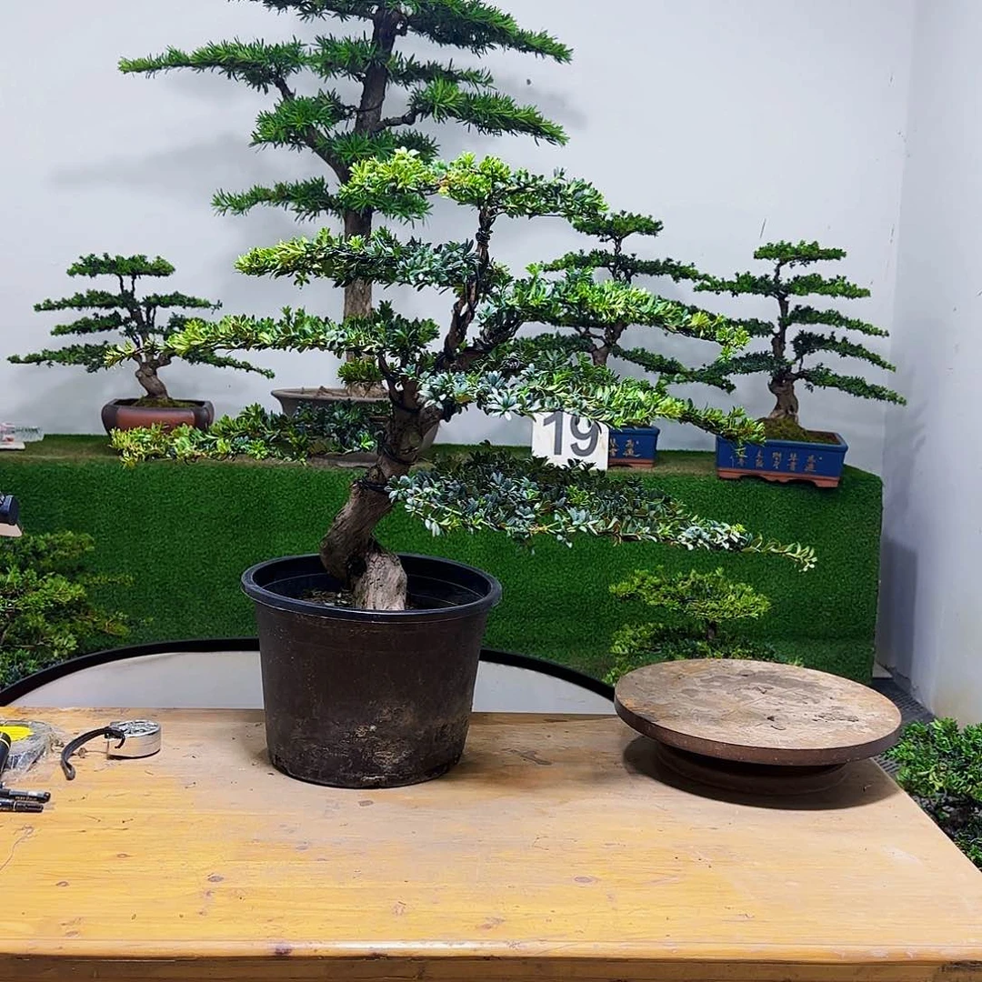 罗汉松罗汉松盆景