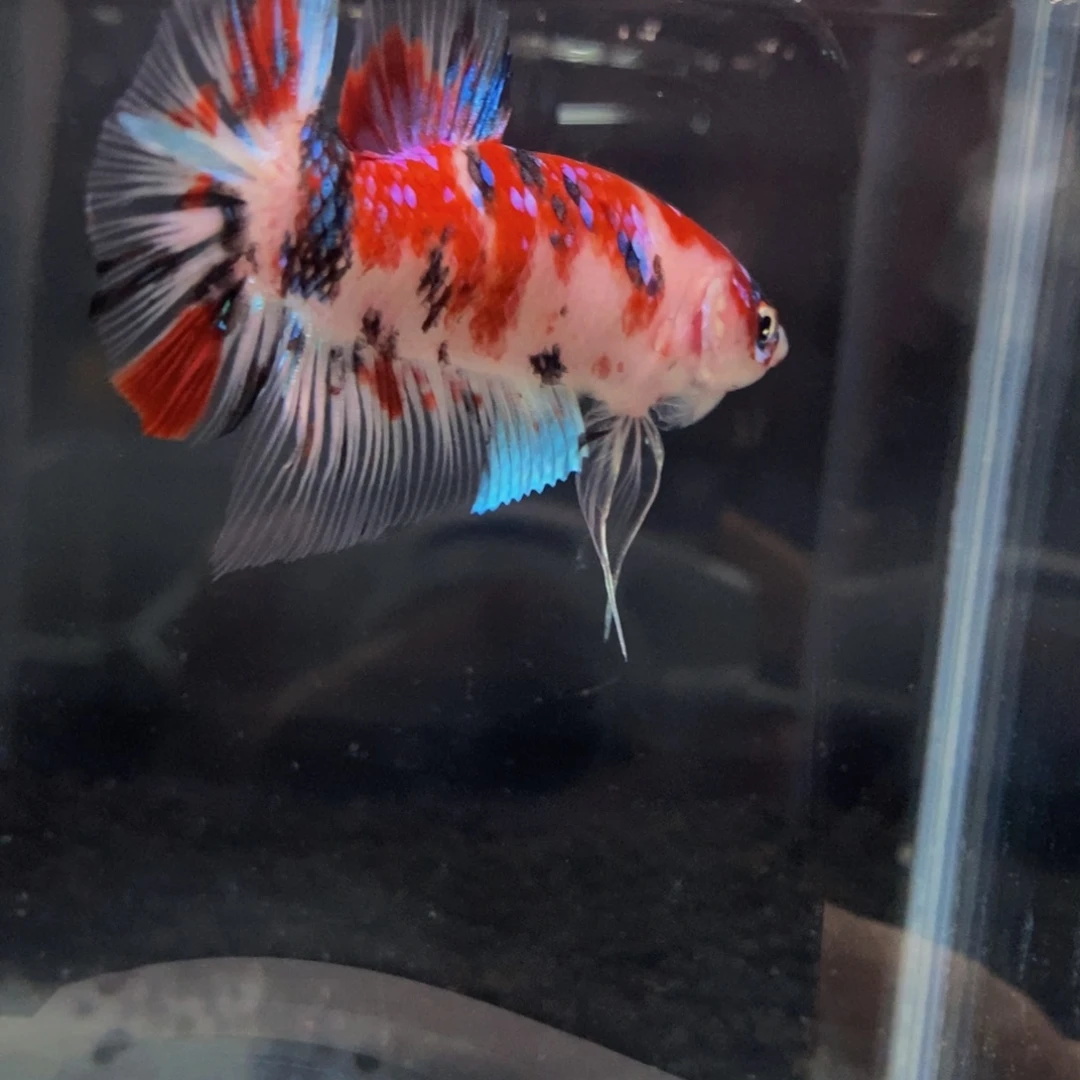 斗鱼274 koi星河巨斗