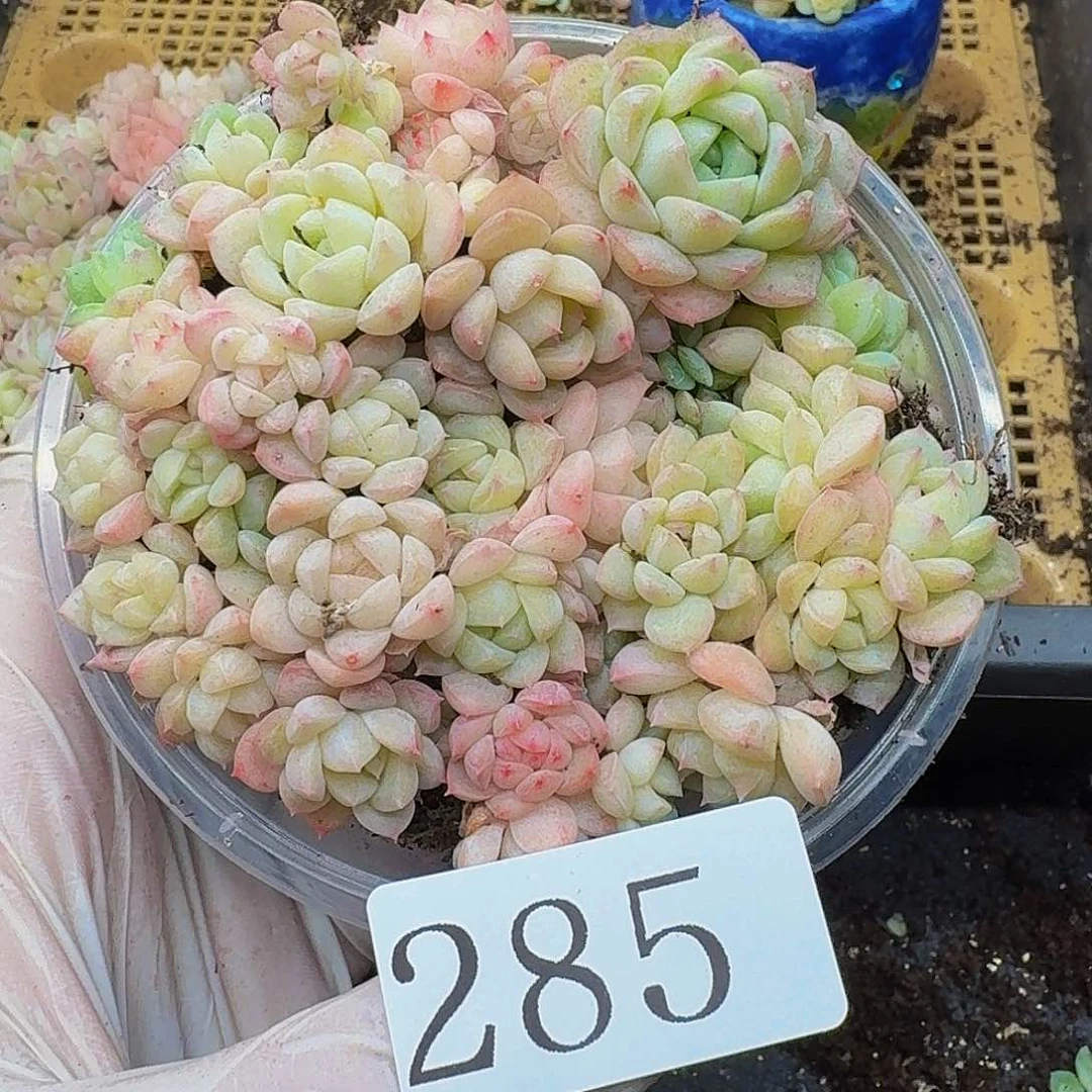 多肉植物多肉植物285