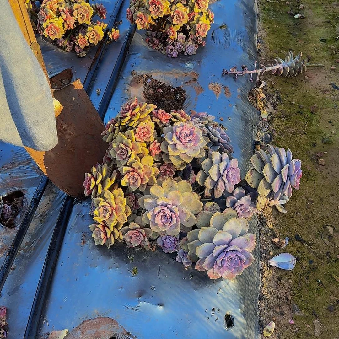 鹅肝3啦啦啦啦啦啦