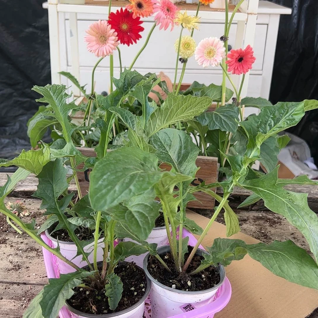 【闪购商品】当前无花栽培后可以开花001号