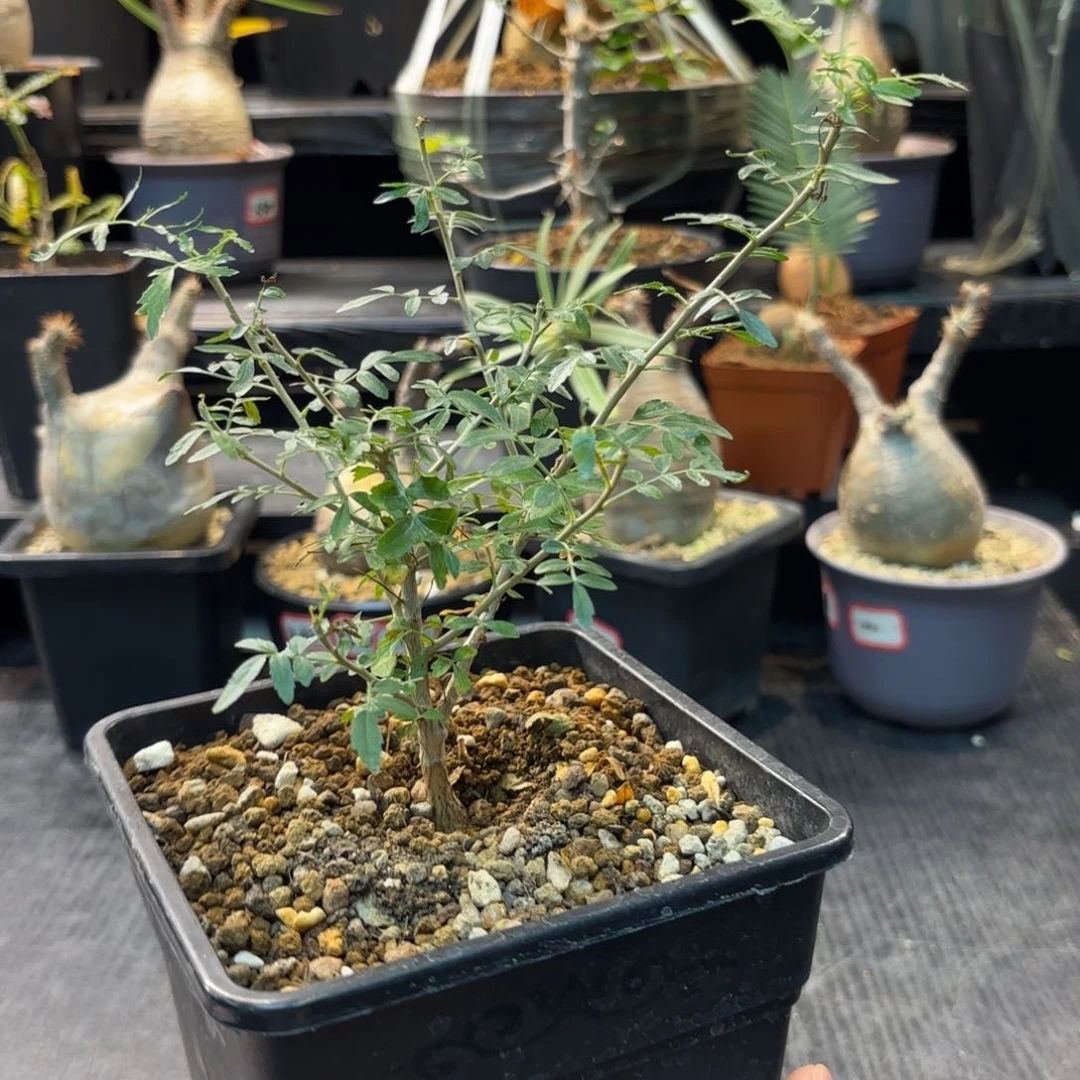 黧乳香带盆土。哈哈