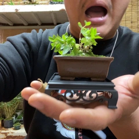 红陶一物一拍所见即所得72