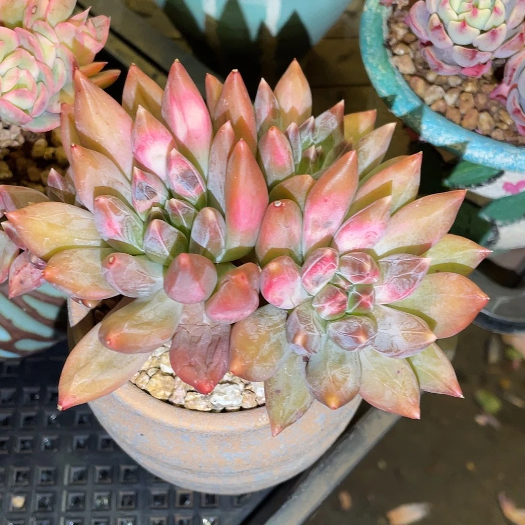 多肉植物一物一拍