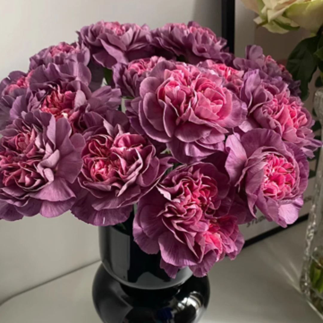 云南鲜花直发【野马单头康乃馨】复古优雅气质马到成功