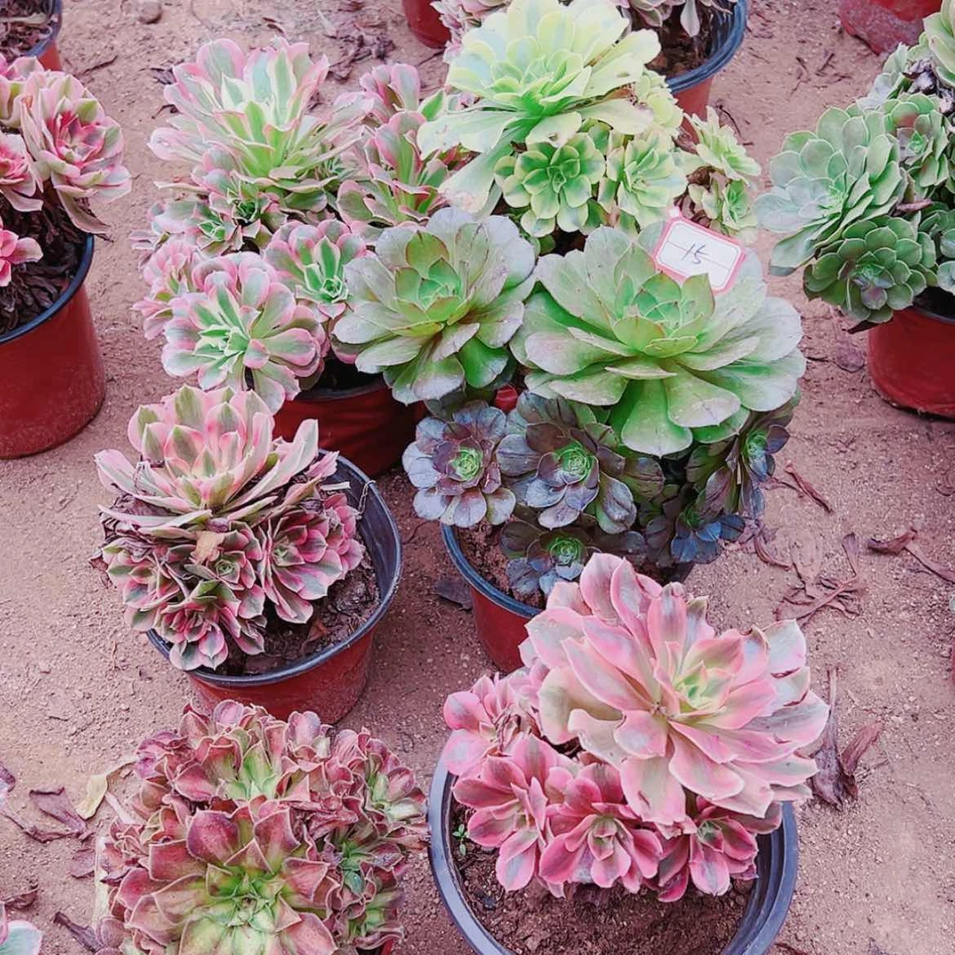 【闪购商品】无花朵@***妹15号套餐6颗多肉植物无售后