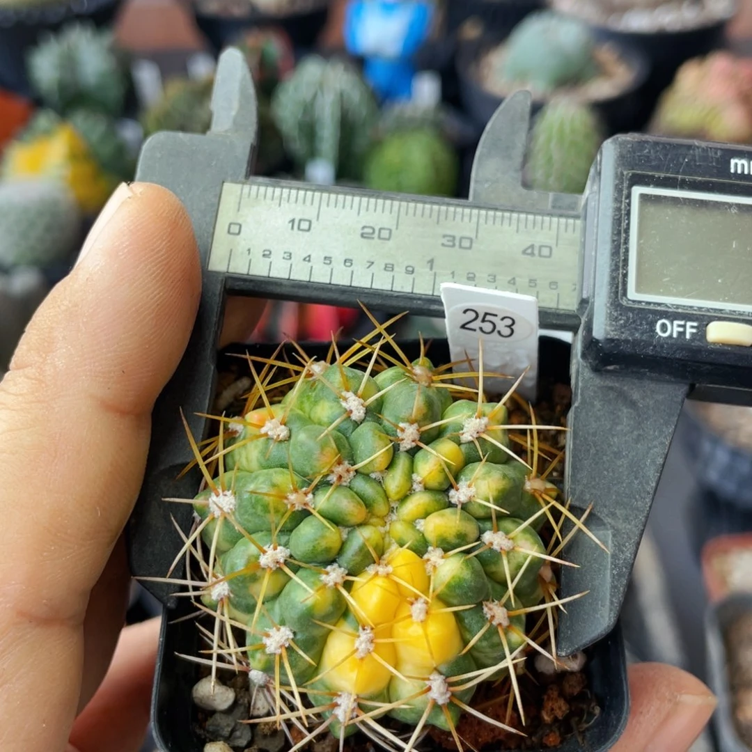 仙人球满28包邮盆5公分耕耘锦