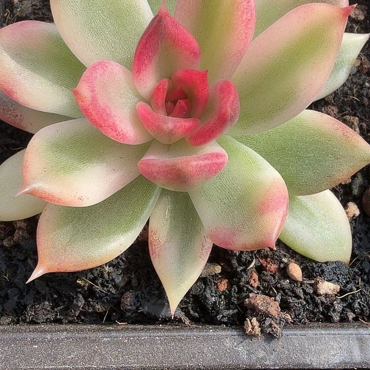 火焰山锦多肉锦植物