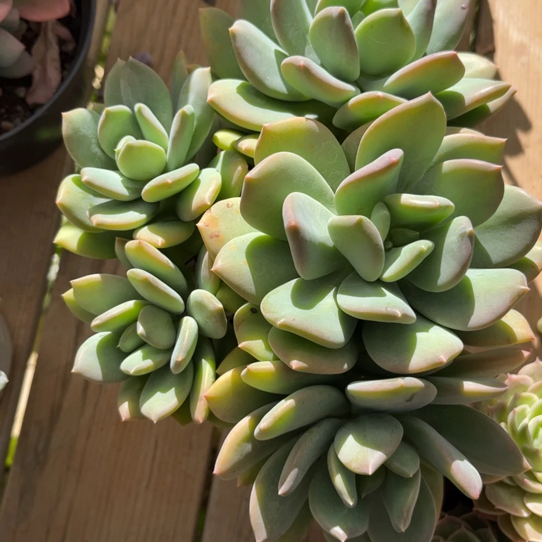 新疆西藏内蒙不发货，白凤杂交