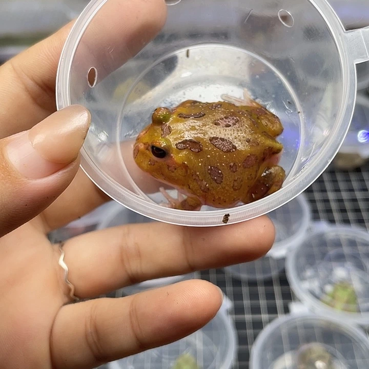 土豆魔瞳0108喻尔专拍