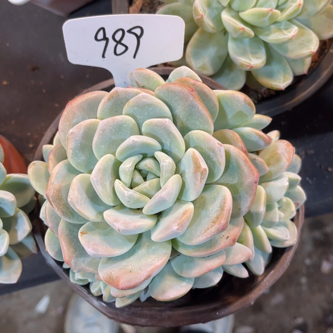 老阿姨花卉一物一拍989