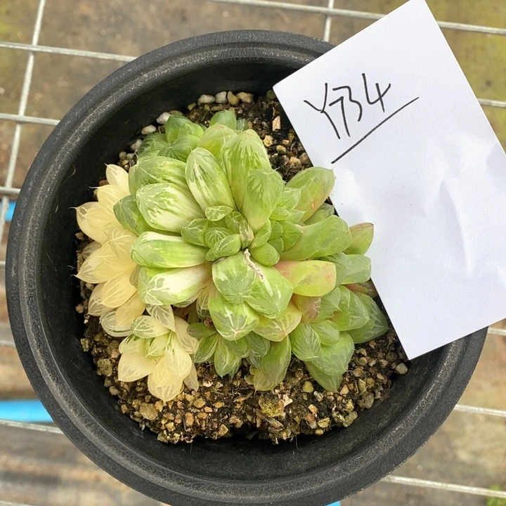 734。   一颗苏州玉露锦。