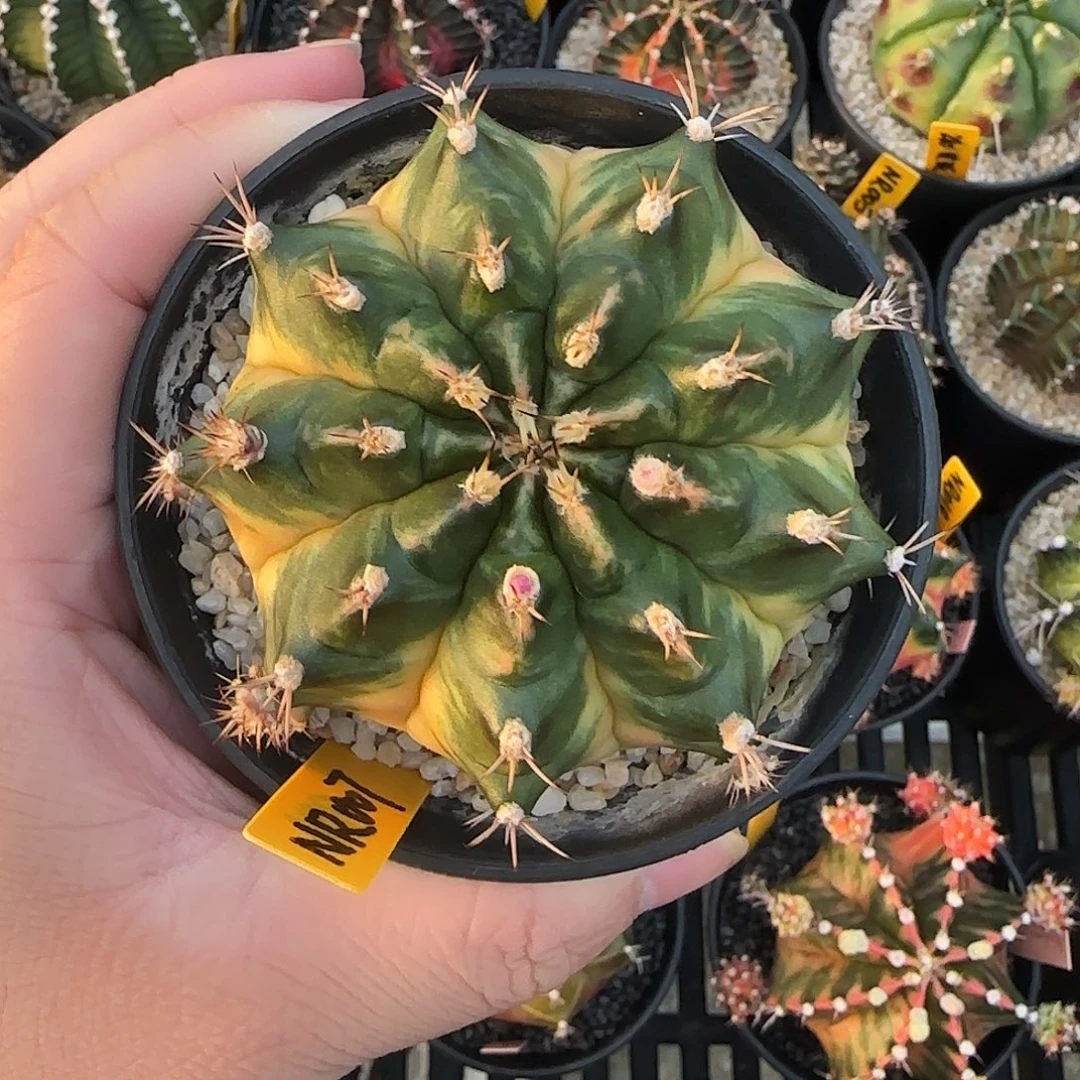 724-1226泰国米哈多肉