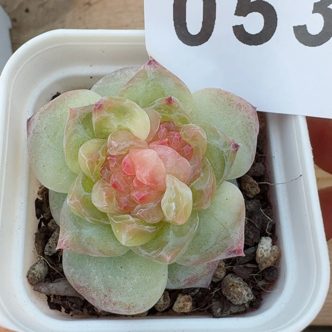 石化冰玉         精品多肉