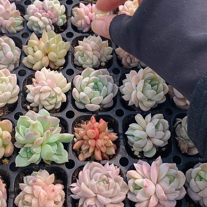 27 多肉植物盆栽花卉植物