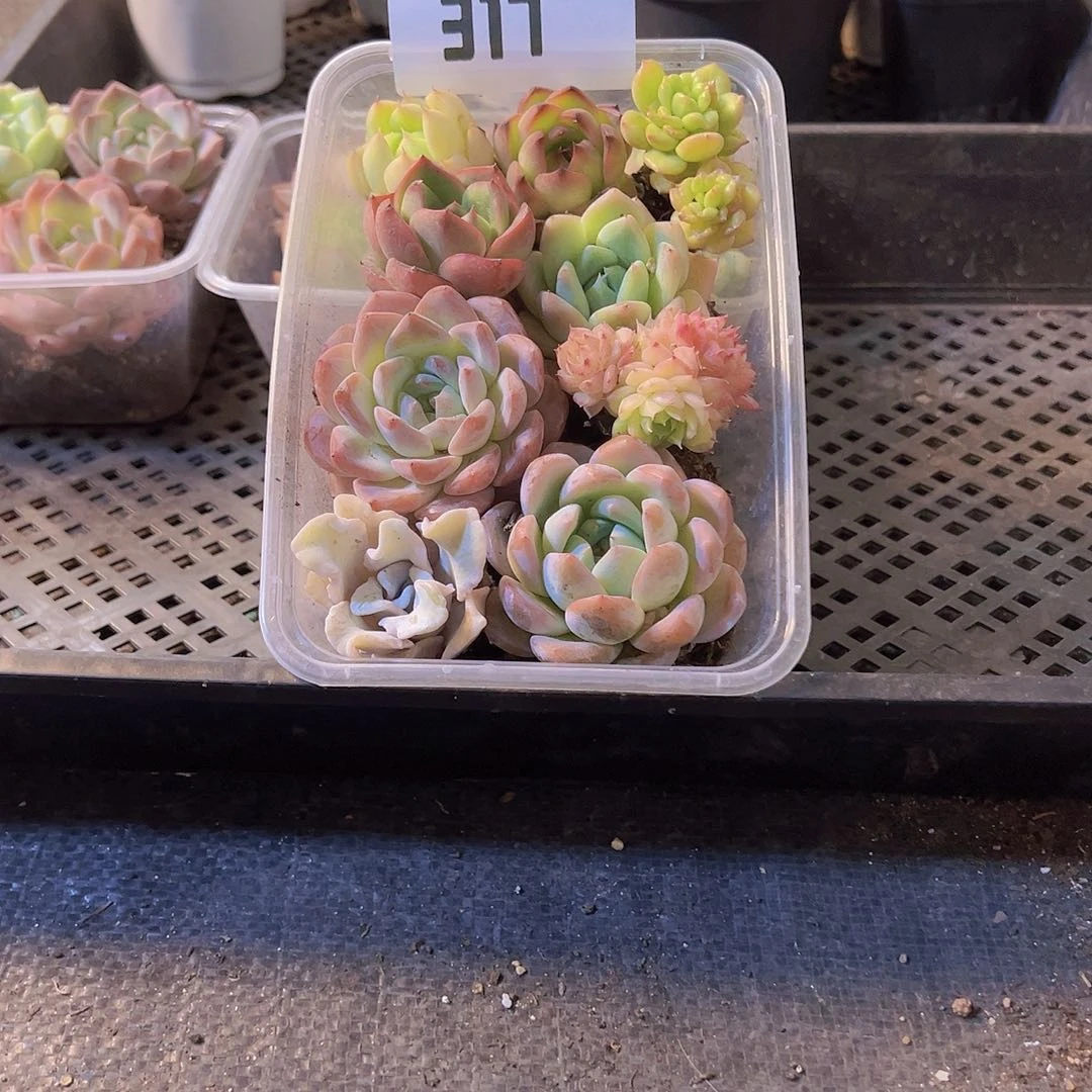 317，拼盘，多肉植物