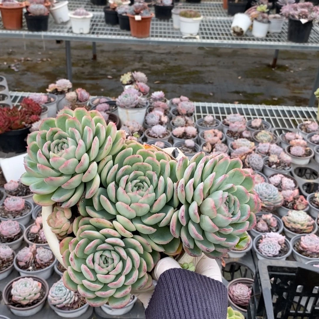 4507莎莎女王一物一拍