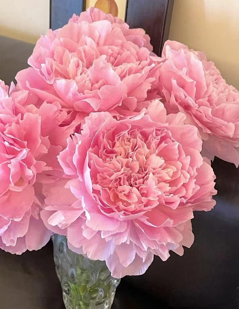 【陌上花开】餐盘芍药-芍药