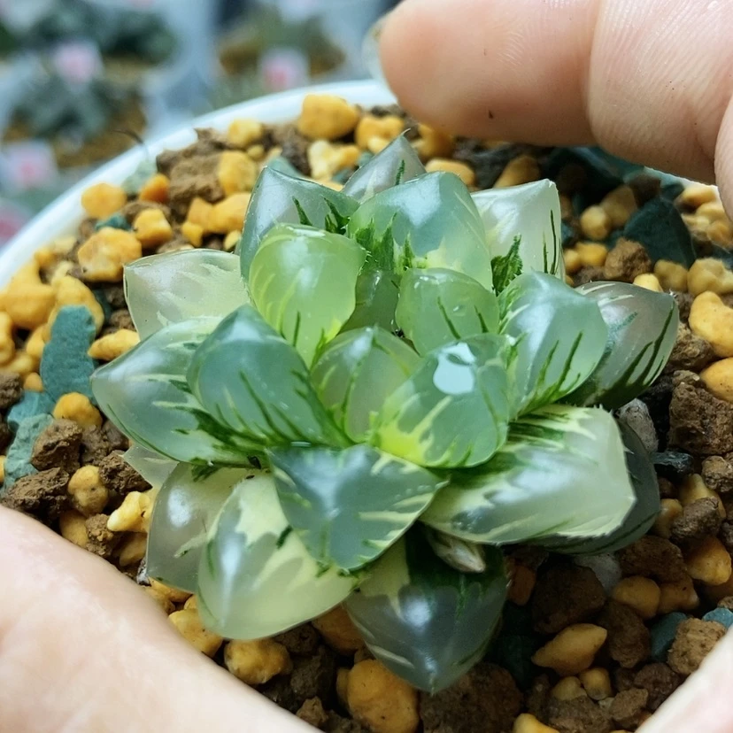 【闪购商品】丹*水中月104