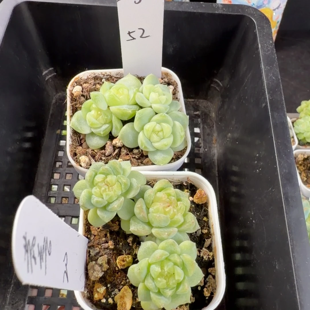 ****財恭喜两颗一组包邮