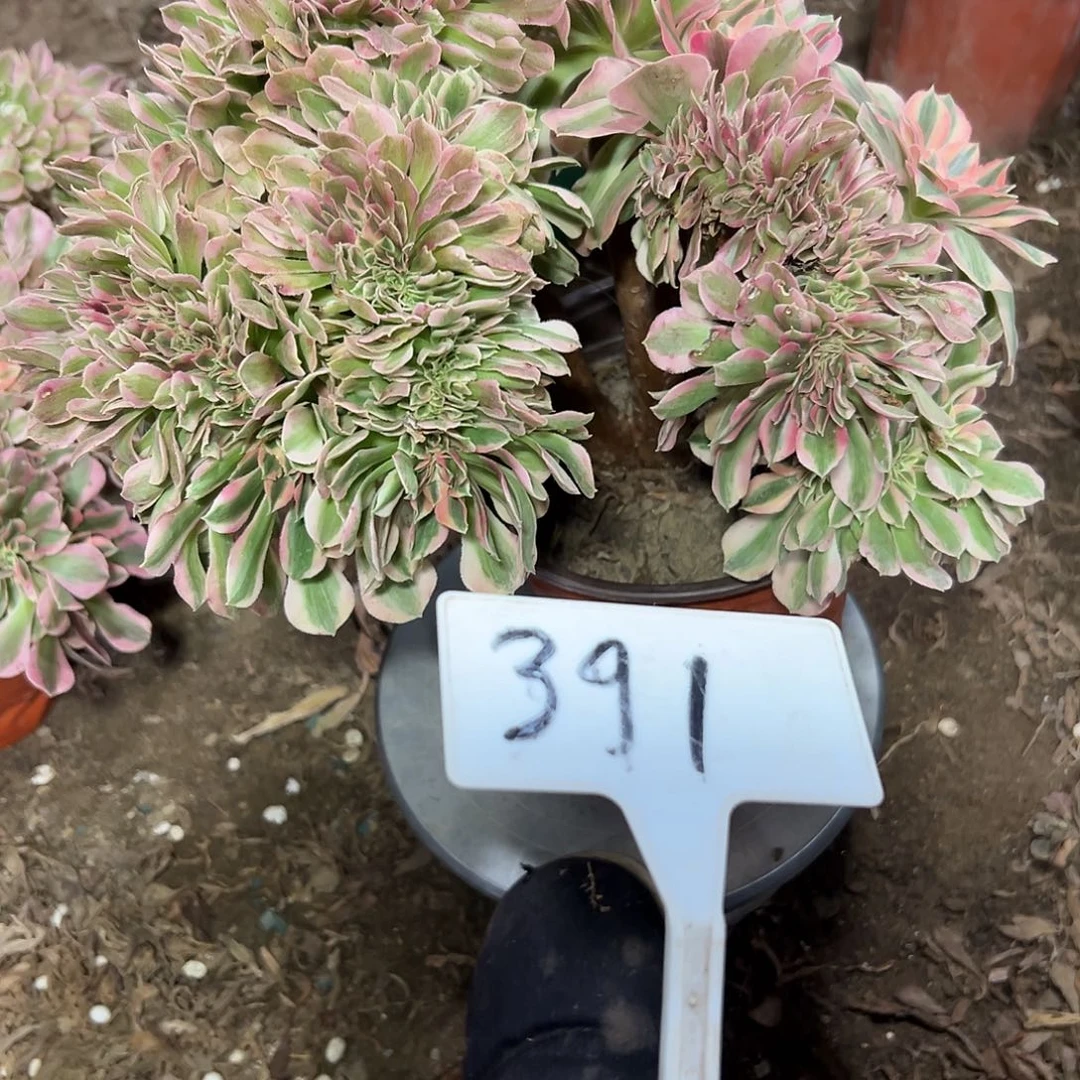 多肉植物粉女巫缀花391