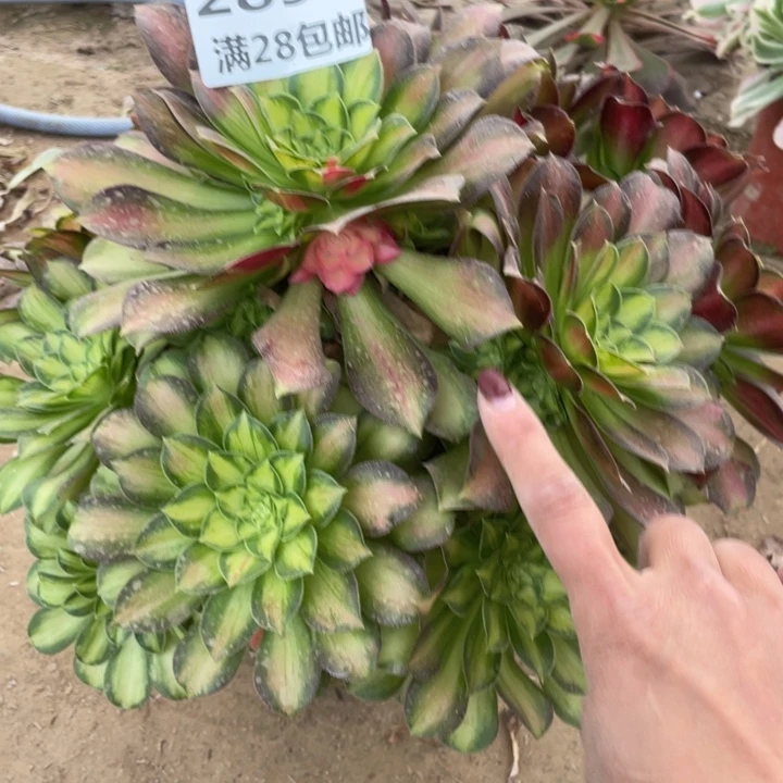 2890二号棚韶华多肉A