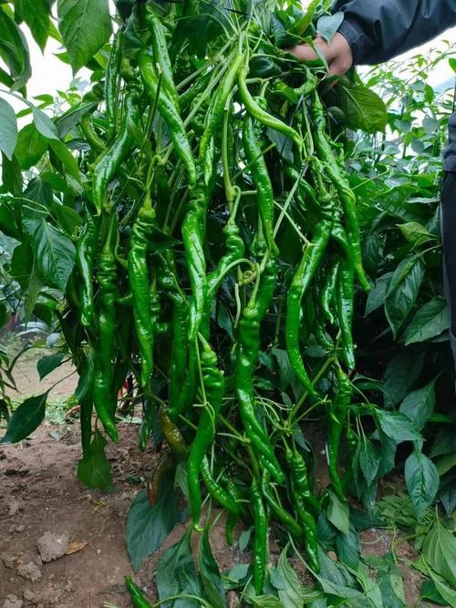 （顺丰包邮）新鲜农家螺丝椒3斤包邮老乡自产自销