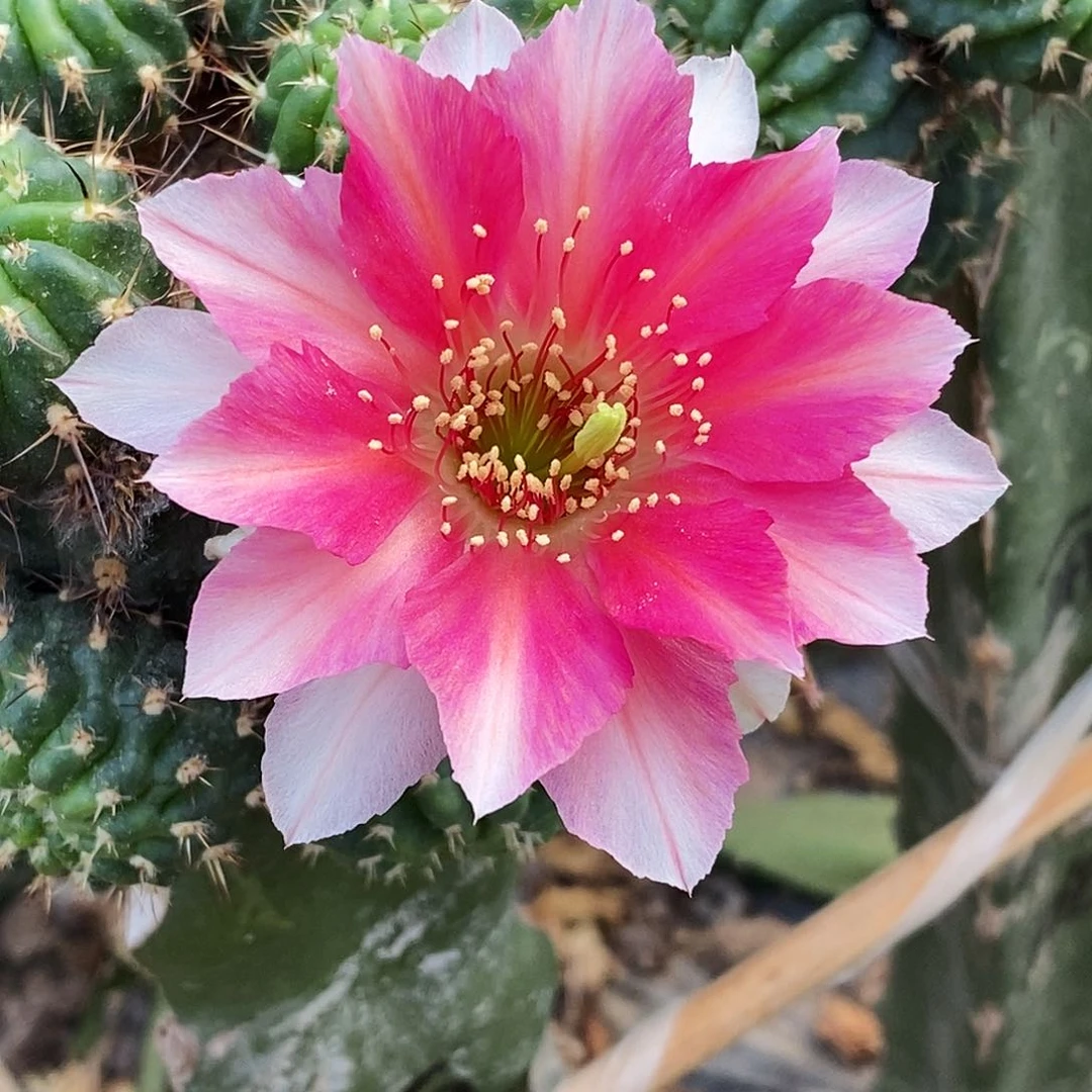 丽 玲珑侧芽歪20包邮/3–4公分
