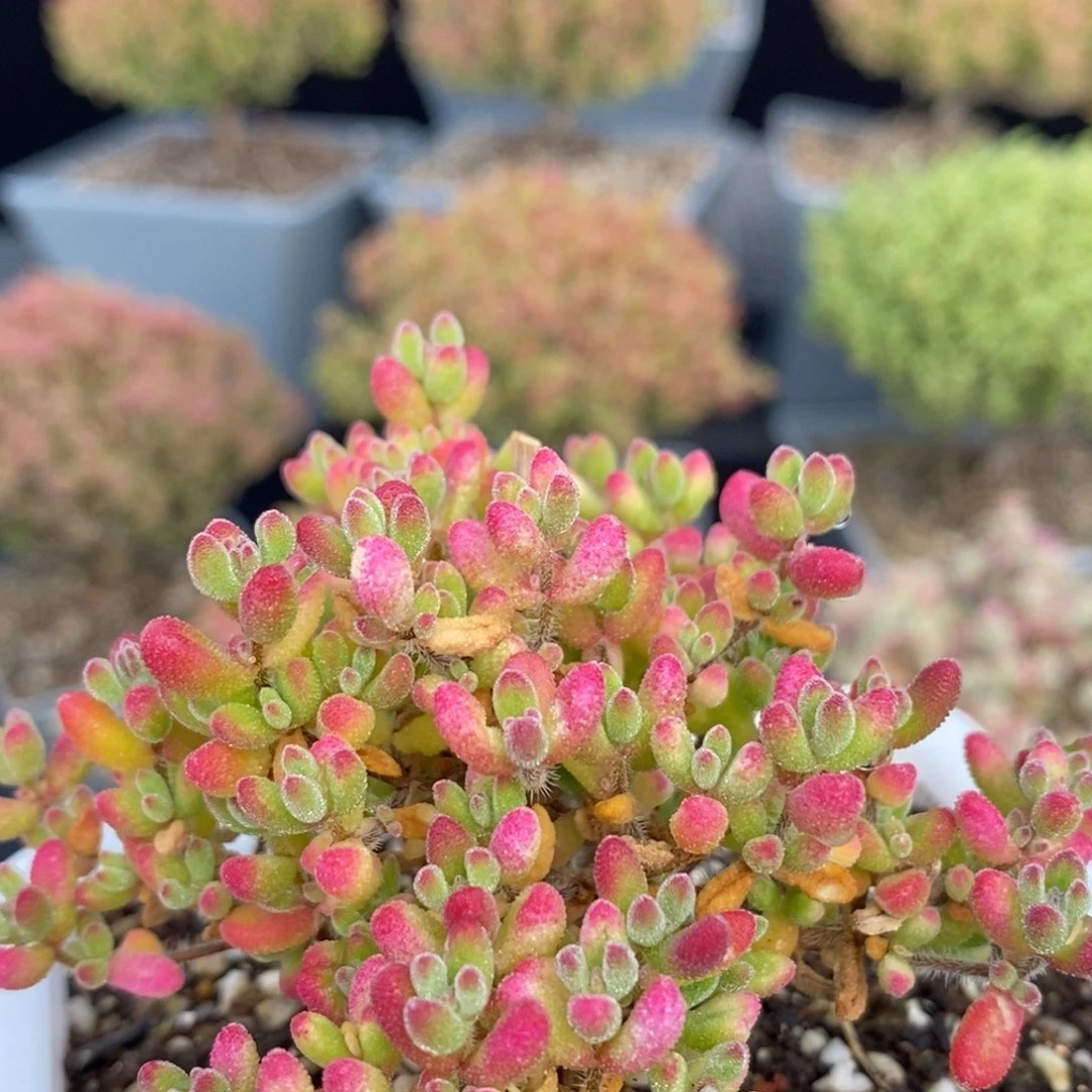 沐*红宝石678枝干番杏