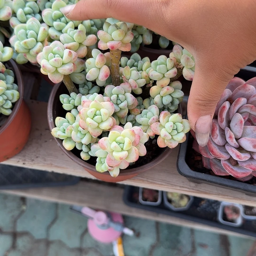 劳尔多肉植物精品