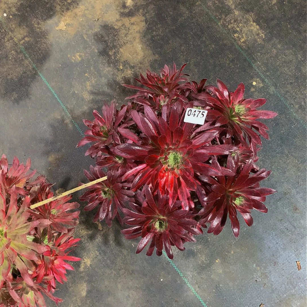 耳*小475花888888888888