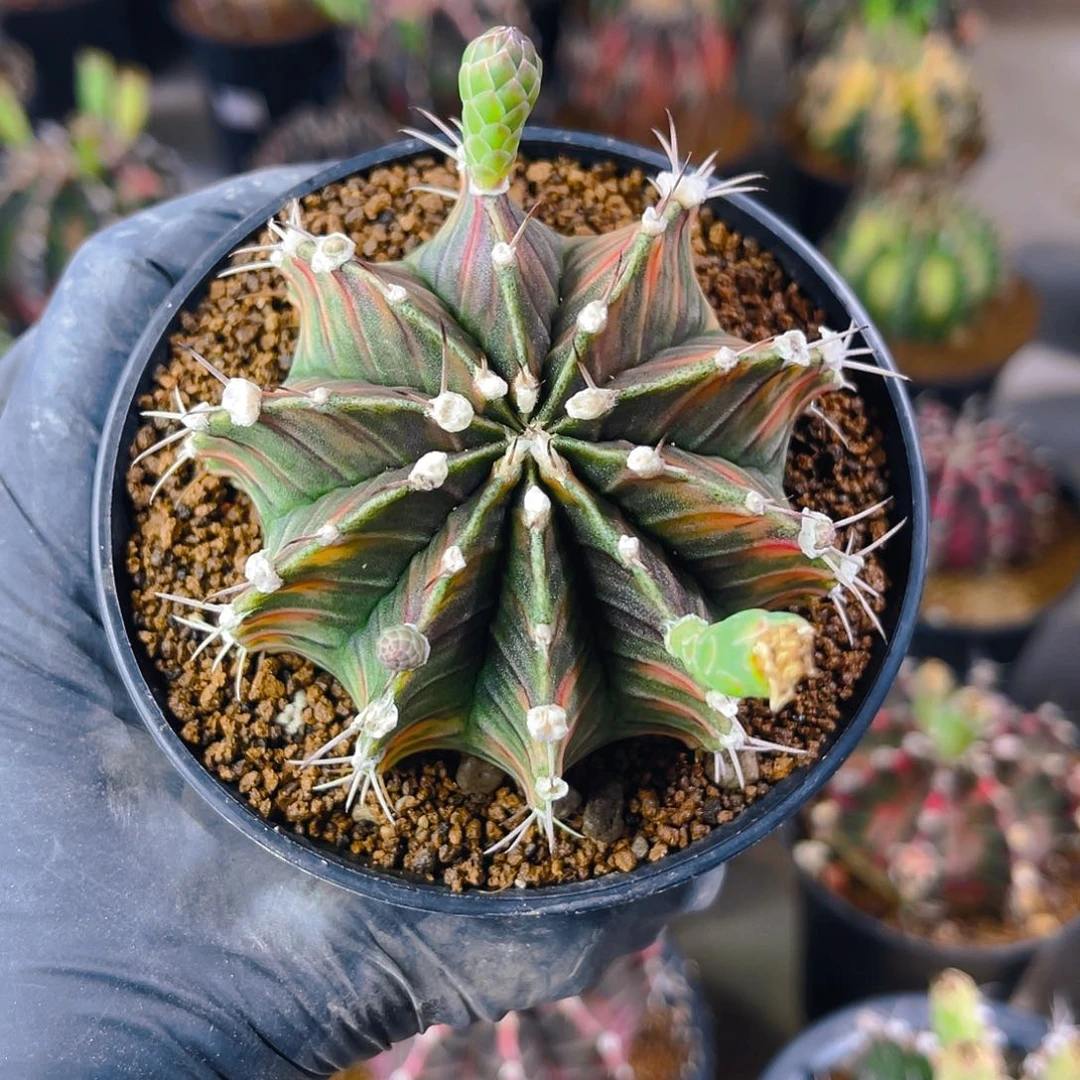 H*H米哈洛维奇实生虎斑肋骨锦下播福利