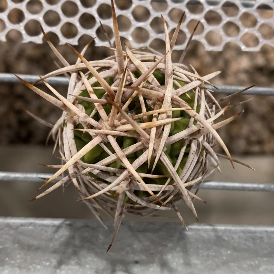 臭****石仙人球碧岩玉