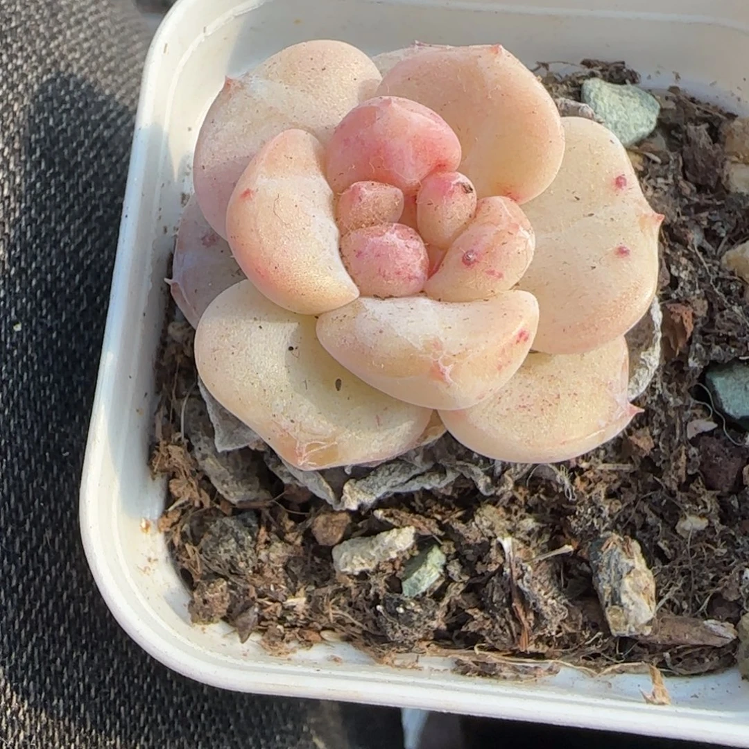 多肉小卡拉米糖心一物一拍