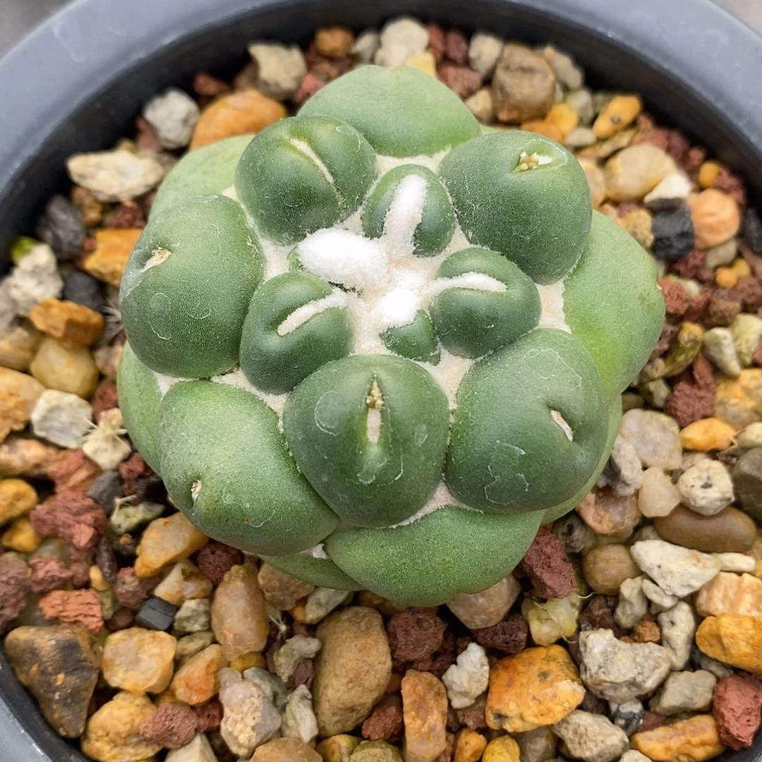 无刺象牙自根5公分左右一物一拍