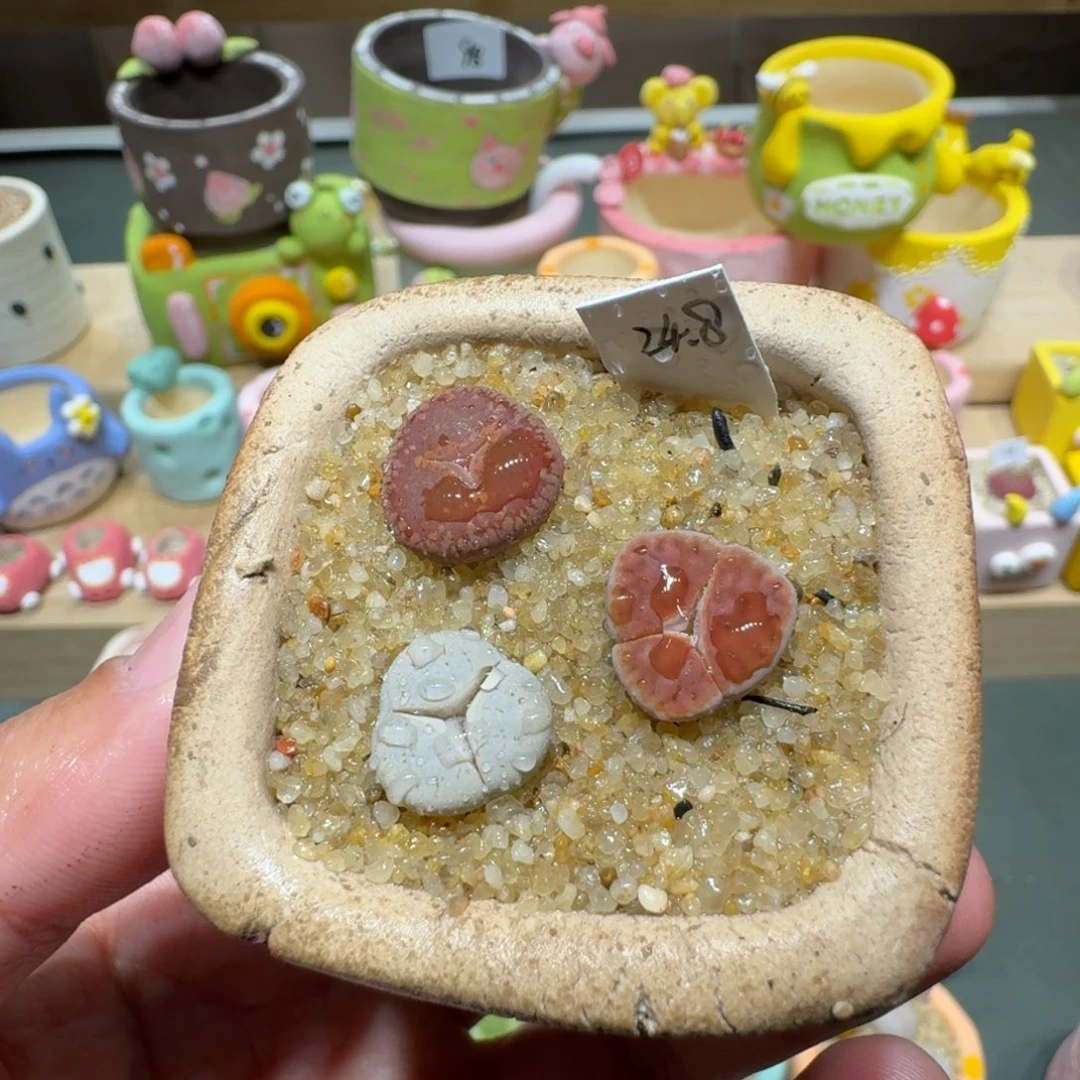 红陶蘑菇397奔驰彩拼