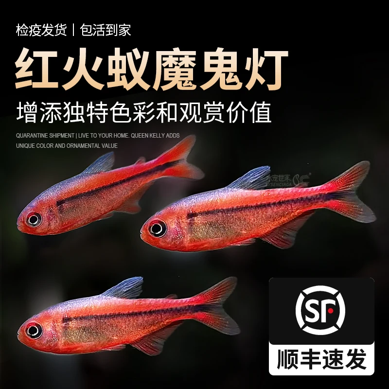 红火蚁魔鬼灯鱼热带观赏鱼红火蚁灯鱼黄火蚁魔鬼灯超级红魔鬼活体