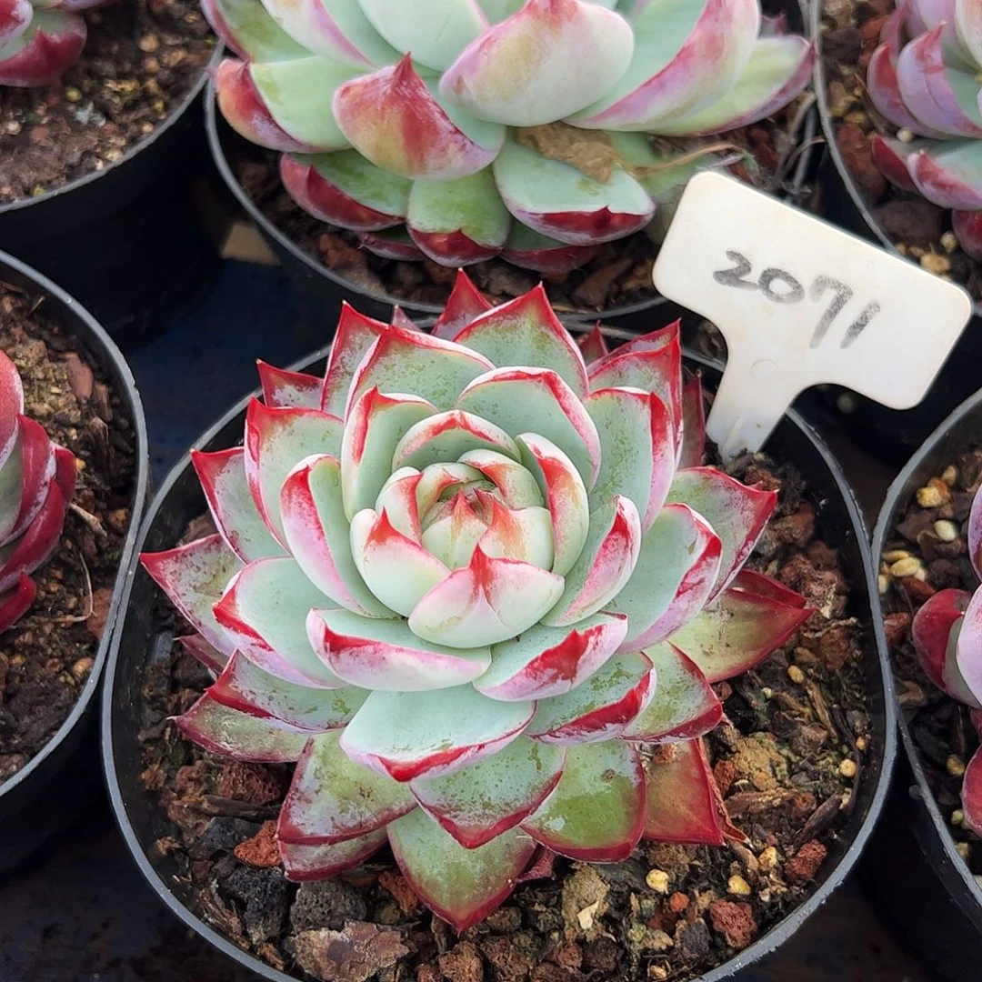 惊鸿仙子一物一拍2071号