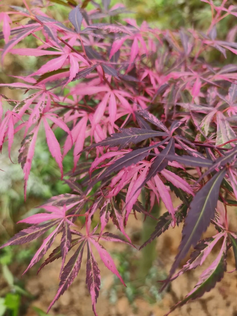 红枫歌舞狂欢盆栽庭院植物景观装饰流泉枫