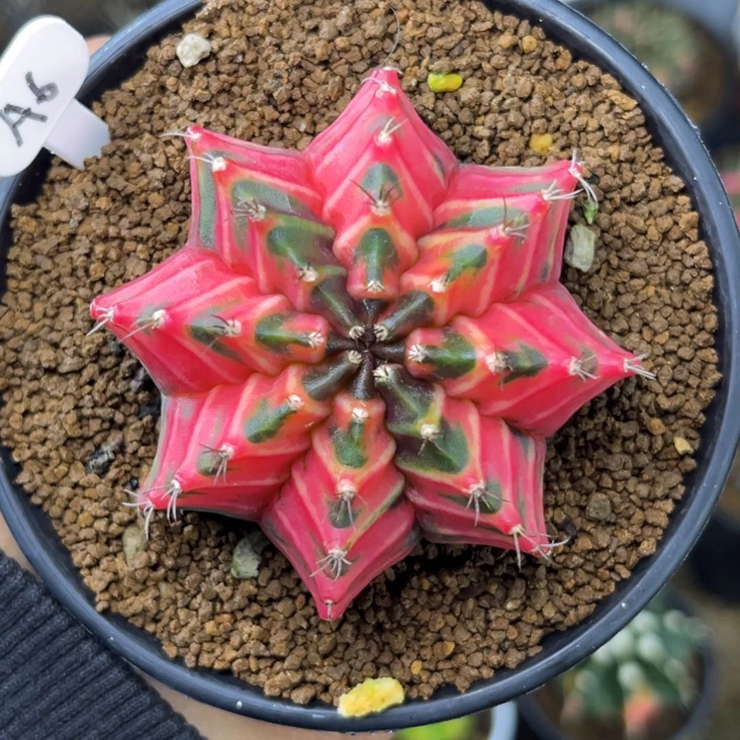 A6 泰系米哈锦 带盆土发货