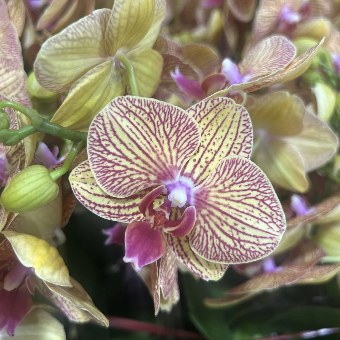 黄金万两【黄金甲】蝴蝶兰佛山基地批发1-1带花带花苞次日达包邮