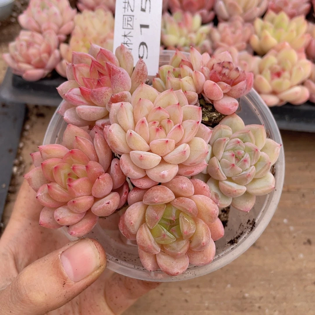 量拍多肉植物多肉植物915