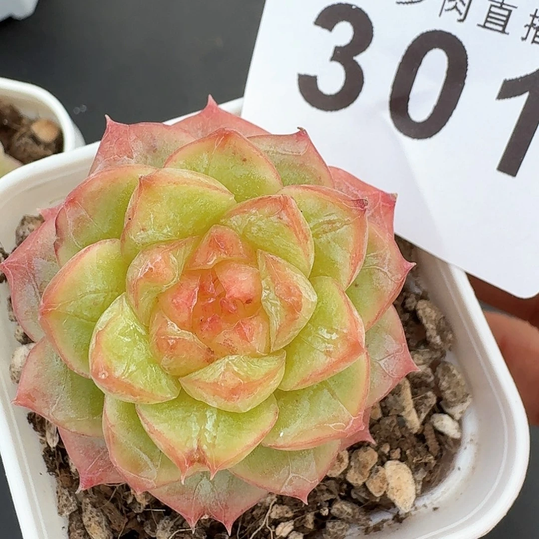 粉蜜珍妮            精美多肉植物